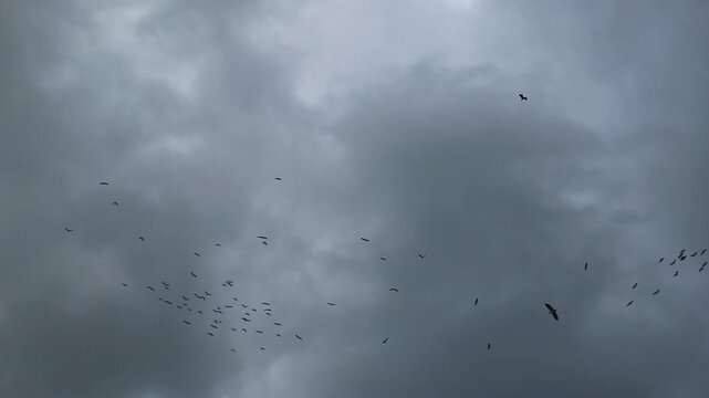 White storks returning to their nests in the evening