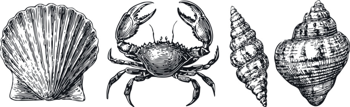 detailed black and white engraving of seashells and crab marine life collection