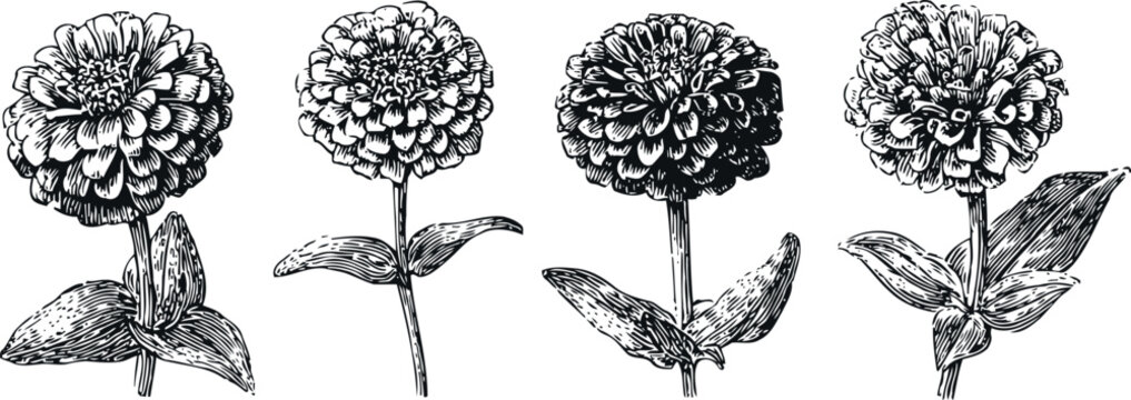 hand drawn zinnia flowers set vintage botanical engraving illustration with leaves and stems