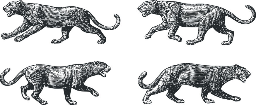vintage engraving set of leopards in different poses walking and roaring
