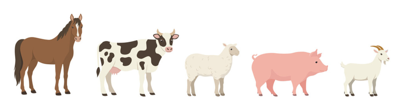 Flat color full-length standing farm animals - horse, cow, sheep, pig, goat - side view. Illustration on a transparent background