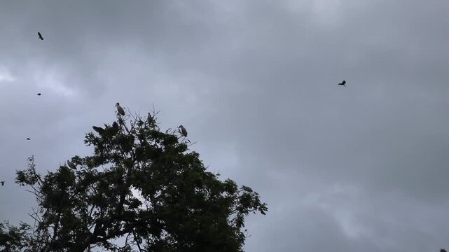 White storks returning to their nests in the evening