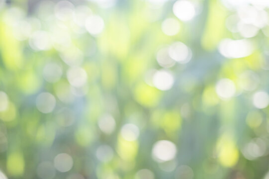 Soft Nature Bokeh Background, Pale Green and White Out of Focus Sunlight Filtering Through Summer Foliage.