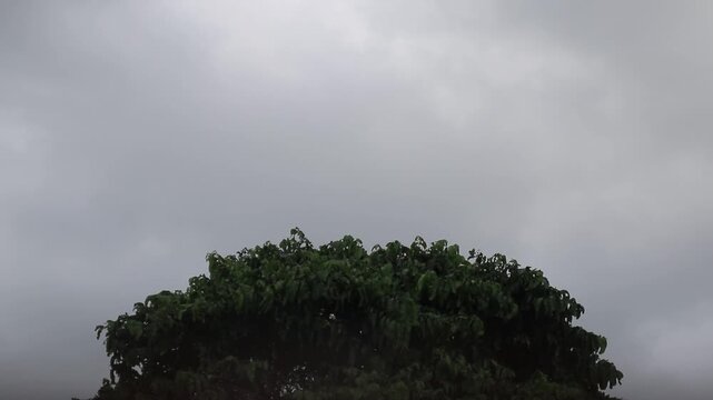 White storks returning to their nests in the evening