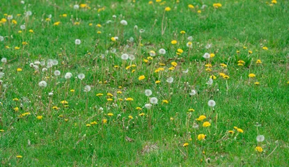 lawn in backyard in bad condition need improvement © nd700