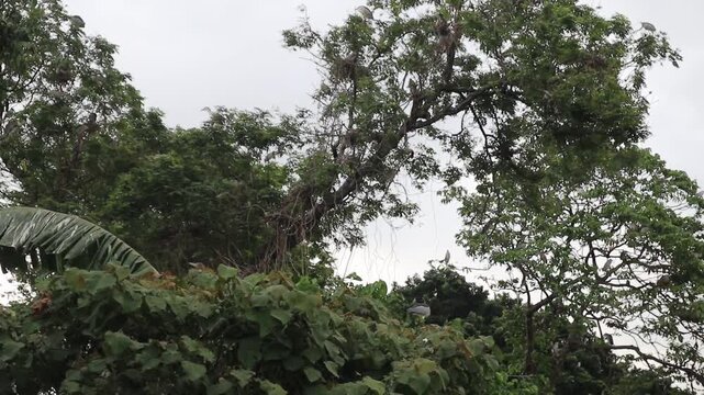 White storks returning to their nests in the evening