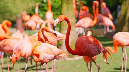 Fototapeta premium Flamingos flocking outdoors on a bright sunny day