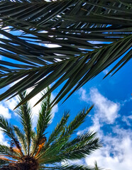 Palm leaves against a blue sky as a natural backdrop. © Jan