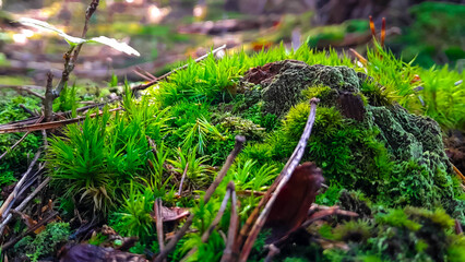 Forest flora. Close up of moss in forest. © Jan