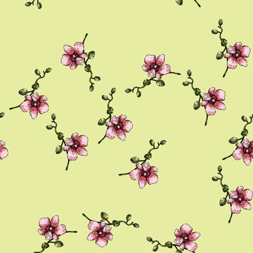 pattern cattleya orchid hand drawn. dendrobium vanda, cymbidium miltonia, oncidium epidendrum cattleya orchid vector sketch illustration