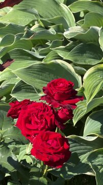 Crimson Roses Amidst Greenery: Deep red roses bloom vibrantly, their velvety petals a striking contrast against the lush, variegated green leaves of hosta plants in a sun-dappled garden setting.