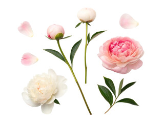 Obraz premium Soft pink and white peony flowers with petals isolated collection