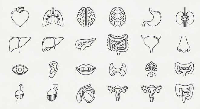 Set of human internal organ icons in line art style