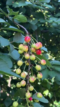 Cherry Bunch Ripening: A cluster of cherries hangs heavy on a tree branch, transitioning from vibrant green to blushing red, promising a sweet harvest.