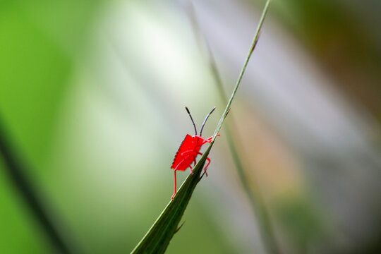 Shield Bug in Beautiful Branch