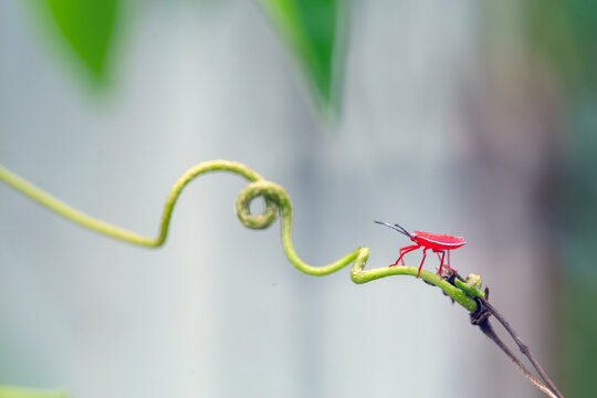 Shield Bug in Beautiful Branch