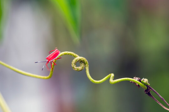 Shield Bug in Beautiful Branch