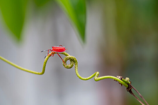 Shield Bug in Beautiful Branch