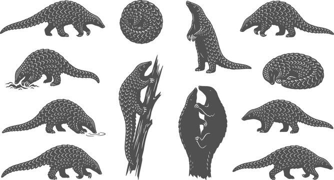 Pangolin mammal silhouettes crawling climbing and curling up on a transparent background
