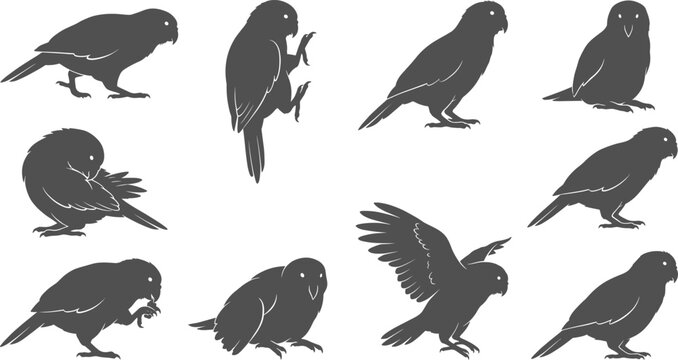 Parrot bird silhouette collection depicting tropical parakeets flying perching preening and climbing branches