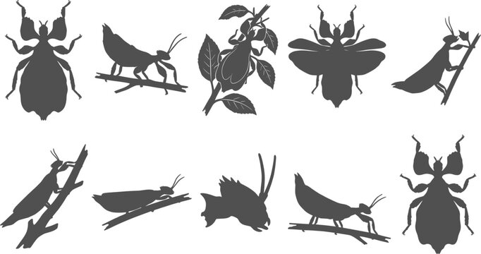 Praying mantis and leaf insect silhouettes in different poses on transparent background