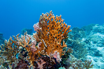 Picturesque, colorful coral reef at bottom of tropical sea, various species of corals with great yellow fire coral, underwater landscape © mychadre77
