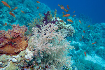 Obraz premium Coral reef ecosystem with colorful coral formations, broccoli coral and fish anthias in tropical water, underwater landscape