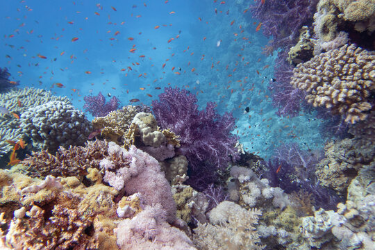 Tropical coral reef garden, marine life with colorful corals and fish in clear blue water, beauty of underwater world