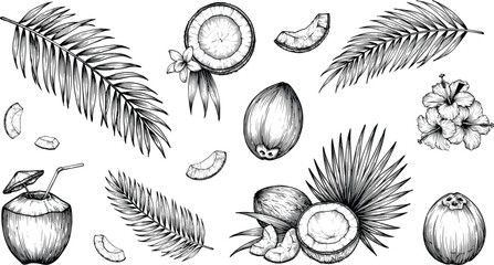 Obraz premium Tropical coconut and palm leaf collection, vintage botanical engraving vector illustration set for packaging