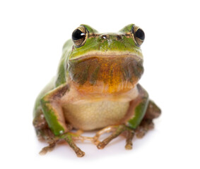 Fototapeta premium European tree frog