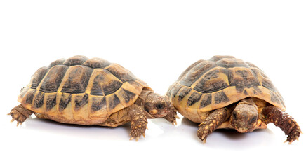 Obraz premium Testudo hermanni tortoise
