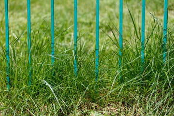 Obraz premium Close-up view of green grass emerging between blue metal fence bars