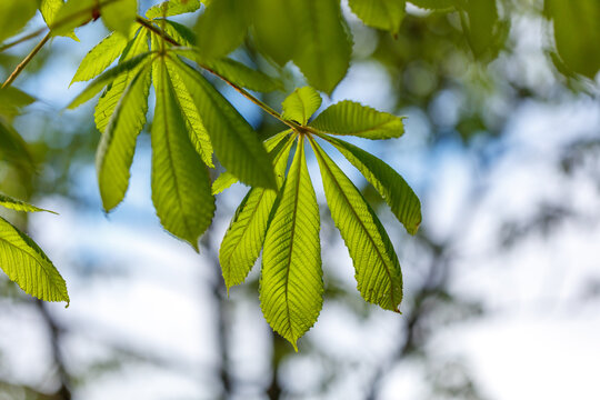 Close-up of bright green horse chestnut leaves against blue sky