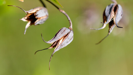 Obraz premium Close-up of dried seed capsules