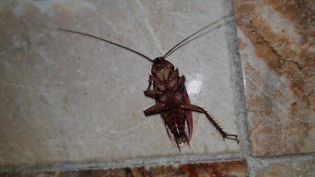 Cockroaches flip onto their backs and thrash because they lose muscle control and nervous-system function, which prevents them from righting themselves.