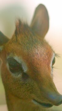 Tiny Kirk's dik dik antelope looking around