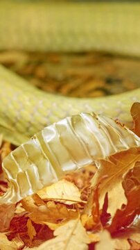 Close up of king cobra shedding skin