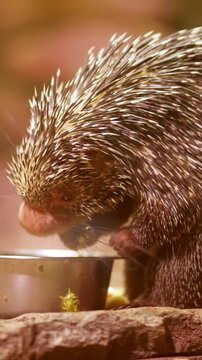 Close up of an arboreal porcupine eating from a bowl