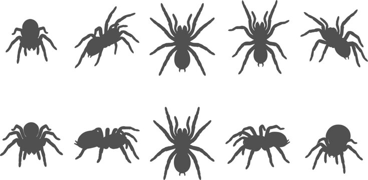 Spider vector silhouettes featuring large tarantulas in walking crawling and defensive poses