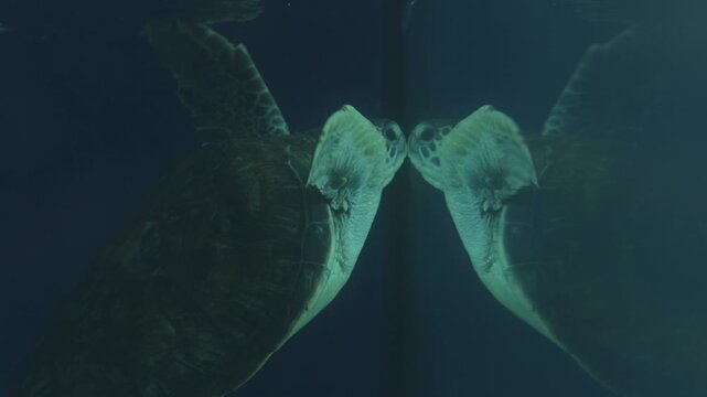Sea turtle swimming underwater with beautiful mirror reflection on the glass tank.