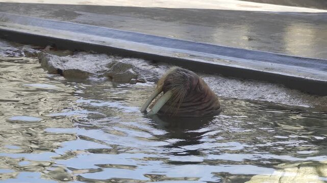 Walrus swimming and popping its head out of the water in an aquarium tank.