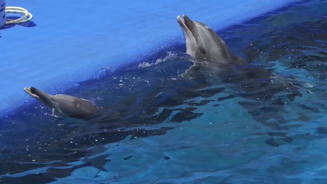 OITA, JAPAN - JUNE 2026: Trained dolphins in the pool interacting with a zookeeper trainer during a show.