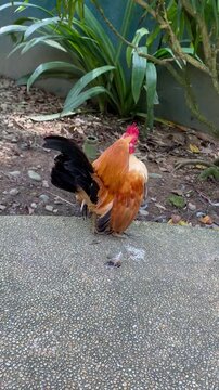 rooster in the park, japanese breed chicken flapping wings in cool place, chicken routines in the afternoon with bird chipping and water sound in background