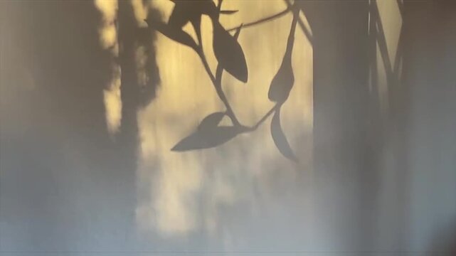 Shadows of lush green plant leaves dance gracefully on a wall, bathed in warm golden sunlight creating natural organic patterns and gentle movement, abstract nature background.