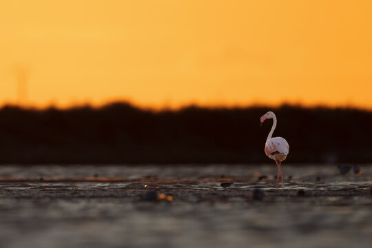 Greater flamingo (Phoenicopterus roseus) in the orange glowing backlight of the setting sun, standing in a lagoon in the Camargue, France.