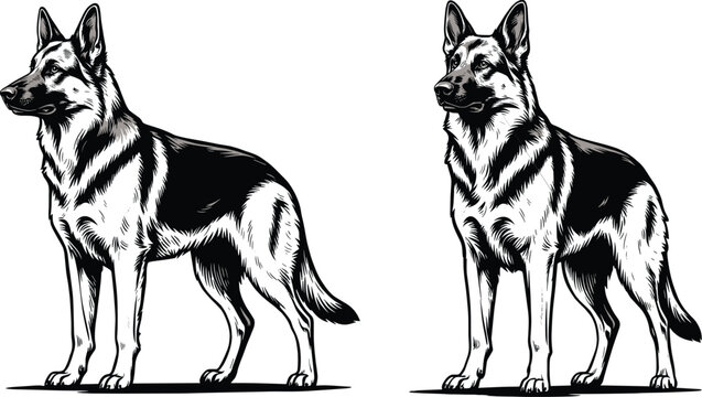 German shepherd dog sketch collection, detailed canine engraving style pet animal vector illustration artwork