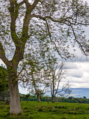 Naklejka premium tree in spring