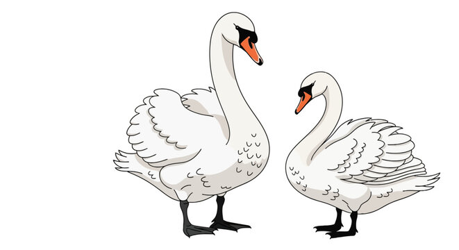 Pair of white swans standing together