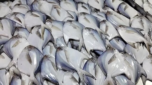 Pomfret fish/Rupchanda in wholesale fish market, Dhaka, Bangladesh