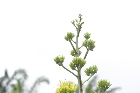 Batang Garing Plants or Agave Americana 